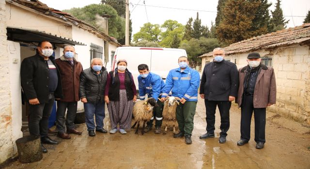   Büyükşehir Belediyesi Çine çaparını koruma altına aldı
