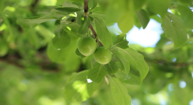 Erkenci papaz eriği don kurbanı oldu 