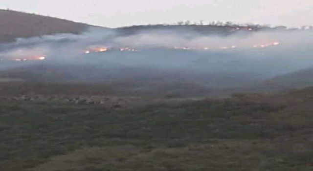    İzmir'de orman yangını: 500 kestane ve meşe ağacı yandı   