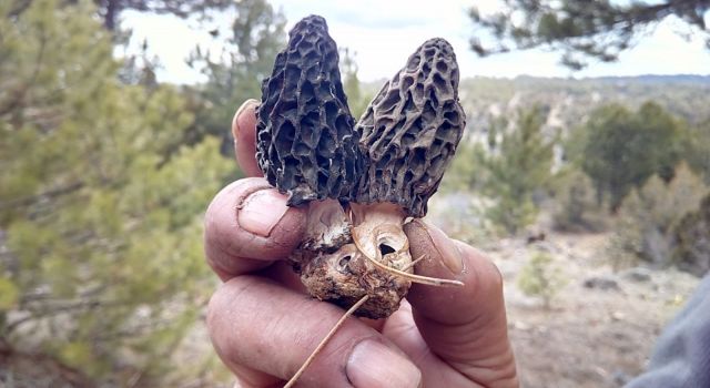 KUZUGÖBEĞİNİ KURAKLIK VURDU