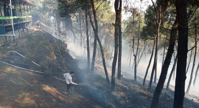 Aydın'da Ormanlık Alanda Yangın Çıktı