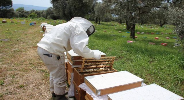 Aydınlı Kadınların Anaarıları Türkiye'ye Dağılıyor
