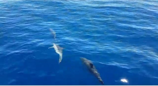 Kuşadası’nda Yunuslar Yelkenliyle Adeta Yarıştı