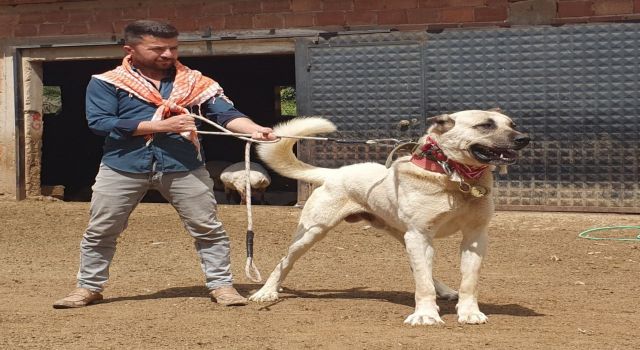 60 Yıldır 'Çökelez Aslan’ı Irkı Bozulmasın Diye Besliyorlar
