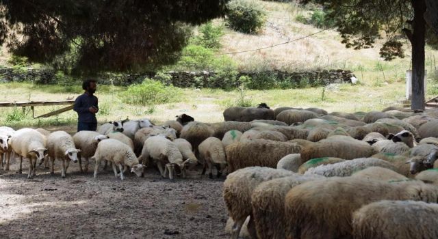 Aydın'da Koyun-keçi Destek Ödemeleri Başladı