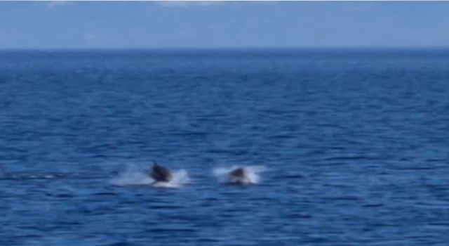 Mavi Sularda Çizgili Yunuslar Görsel Şölen Sundu