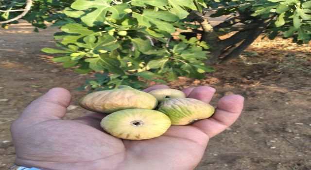 Aydın incirinde İlk Hasat