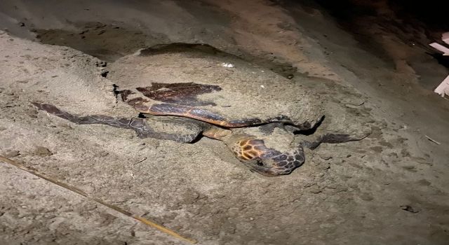 Caretta Carettalar Sahillere Yuva Yaptı