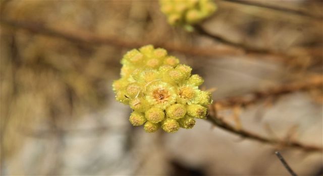 Bu Çiçek Dünyada 11 Adet