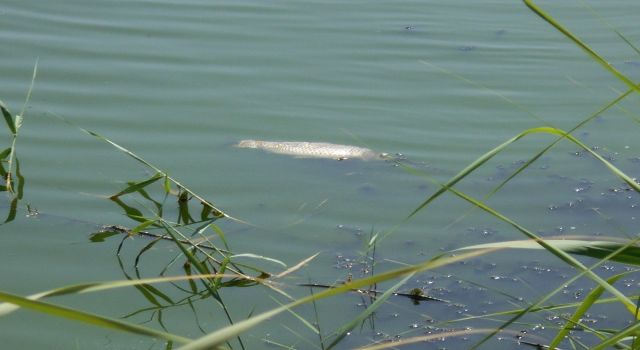 Koçarlı’da Toplu Balık Ölümleri