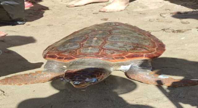 Kuşadası’nda Caretta Caretta Sahile Vurdu