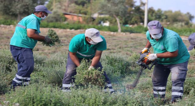 Efeler'de Kekik Hasadına Devam