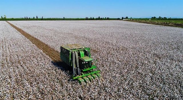 Söke'de Pamuk Toplama Ücretleri Belirlendi