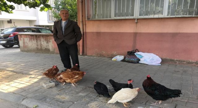 10 yıldır kendi yetiştirdiği köy tavuklarını satıyor