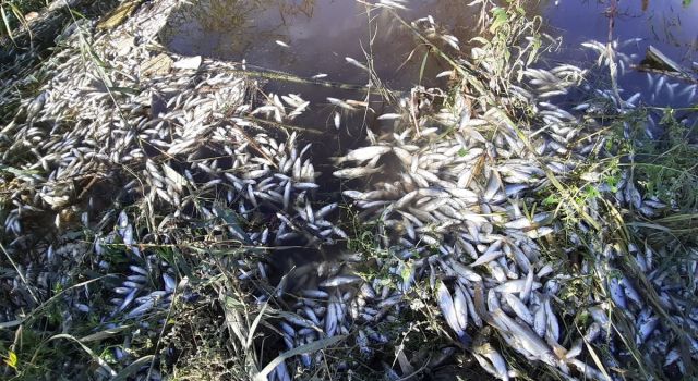 Menderes’te binlerce balık telef oldu