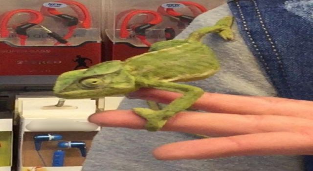 Bukalemunu donmaktan kurtardı