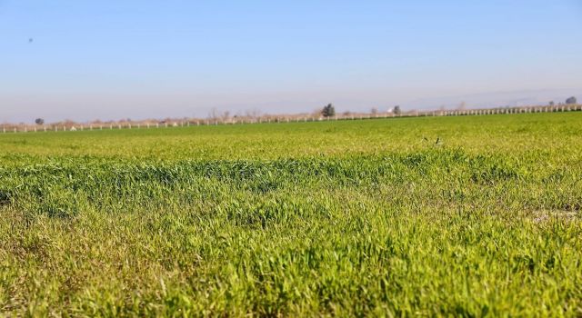 Didim'de tarlaya ekilen buğdaylar büyümeye başladı