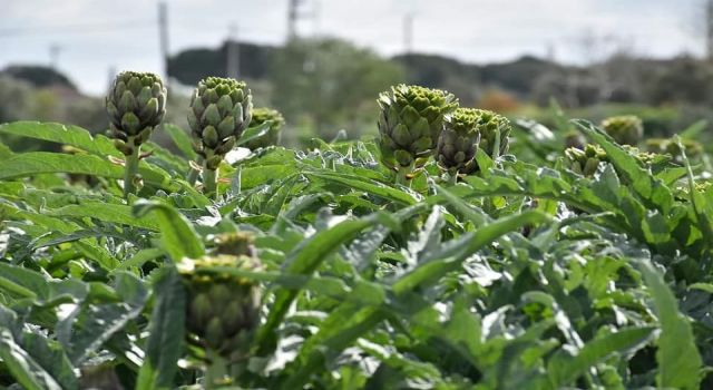Aydın’ın enginarları her derde deva