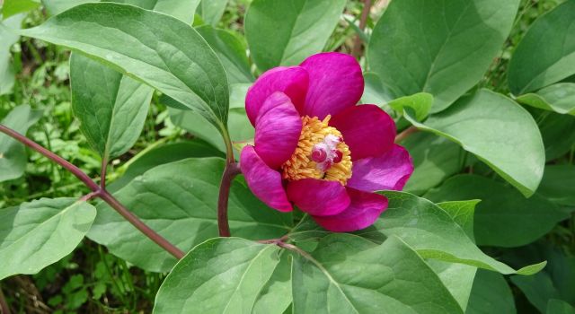 Koparan yandı: Dünyanın en pahalı çiçeği