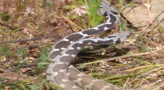 Yılanların dansı kameralara yansıdı