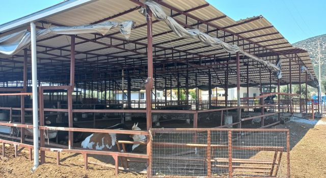 Didim'de hayvan hırsızlığına karışan şahıslar Afyon'da yakalandı