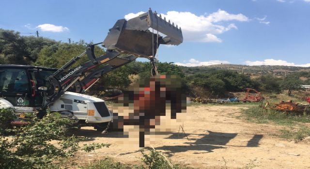 Domuzun saldırdığı yarış atı telef oldu