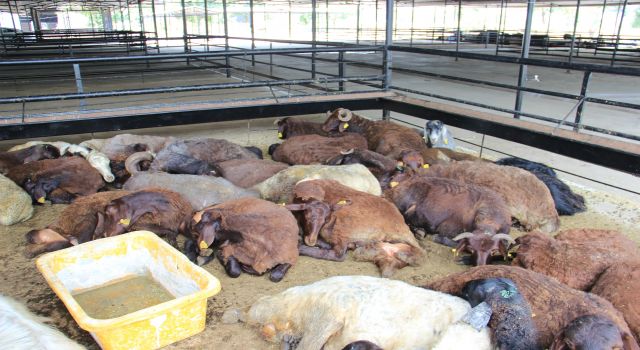 Kurban bayramı öncesi kurban pazarlarında sessizlik hakim