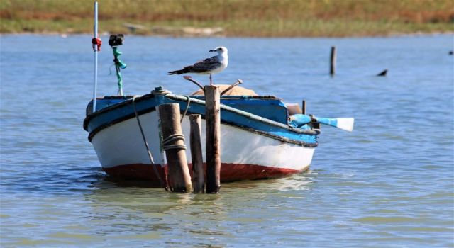 Kuşadası'nda martıların yaşam alanları daralıyor