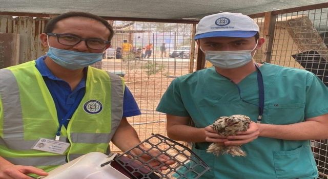 Yangın bölgesindeki can dostlara yardım