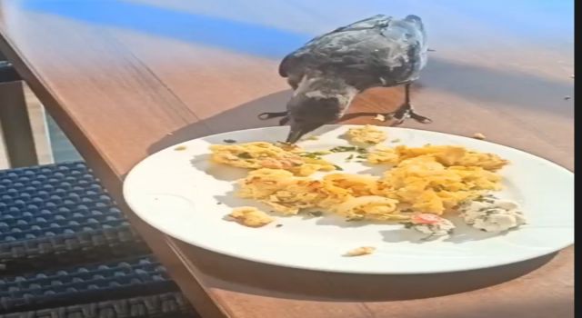Kahvaltı yapan karga görenleri gülümsetti