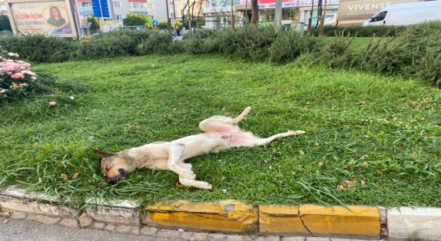 Sıcak hava can dostları da bunalttı