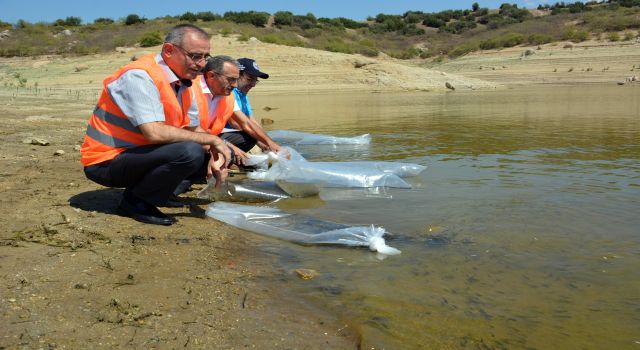 741 bin sazan suyla buluştu