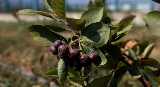 Başkan Çerçioğlu, alternatif tarım ürünleriyle Aydın çiftçisine destek