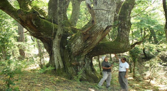 Aydın’da tarihe tanıklık eden ağaçlar konuşuldu