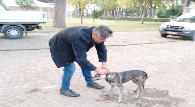Nazilli’de havuza düşen sokak köpeğini belediye ekipleri kurtardı