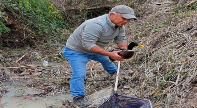 Dere kenarında kanatları kesilmiş halde bulundu