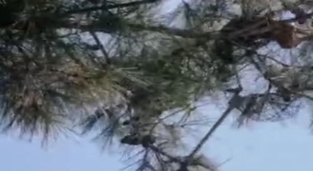 9 gündür ağaçta mahsurdu Kuşadası Belediyesi kurtardı 