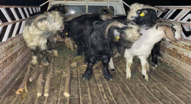 Kayıp hayvanları jandarma buldu