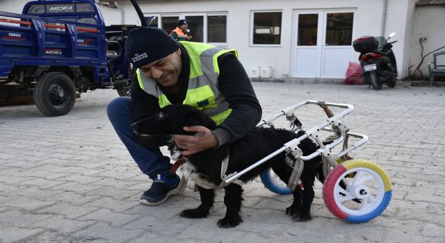 Felçli köpek 'Karam' sevgiyle yeniden yürüyor