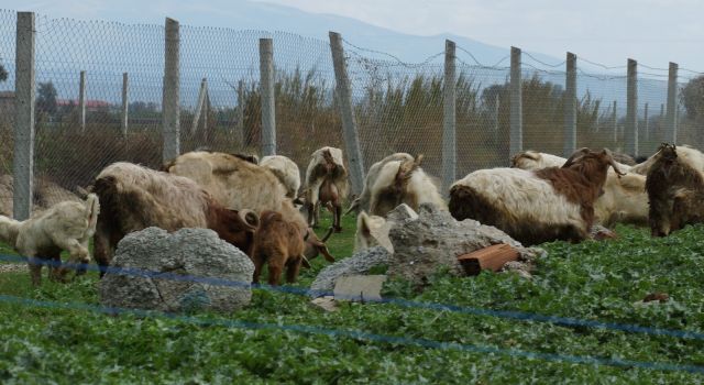 Bahar yağmurları hayvanlara yaradı