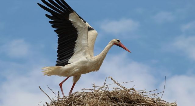 Baharın müjdecisi leylekler Aydın semalarında