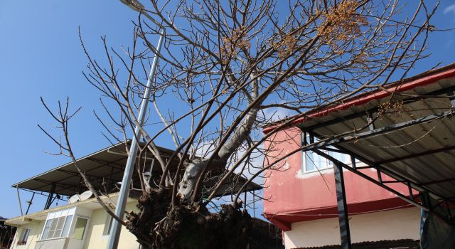 Görenler gözlerine inanamıyor