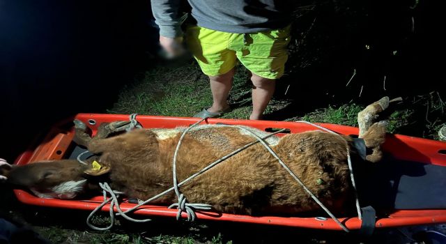 İnekleri Aydın İtfaiye ekipleri kurtardı 