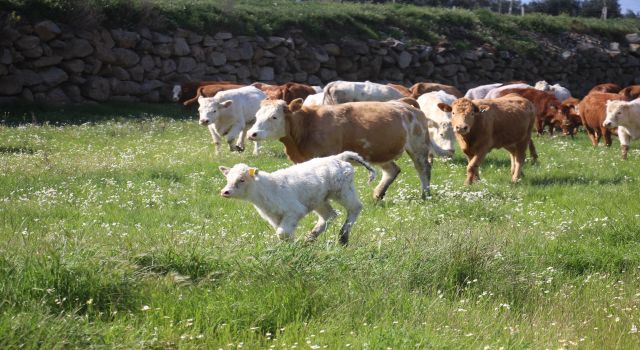 İneklerin bahar coşkusu