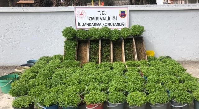 Saksı ve arı kovanlarına ekilenler şok etti