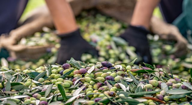Zeytin sektörü ihracatta rekora koşuyor