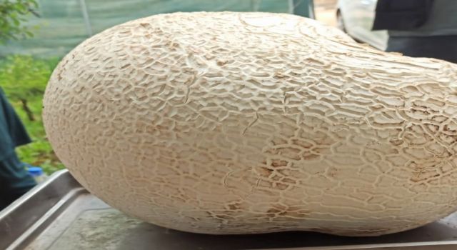 Dev mantar görenleri şaşırttı