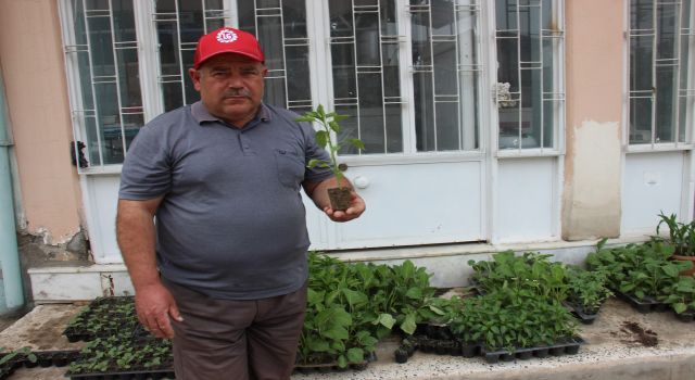 Yaz geldi fide satışları patladı