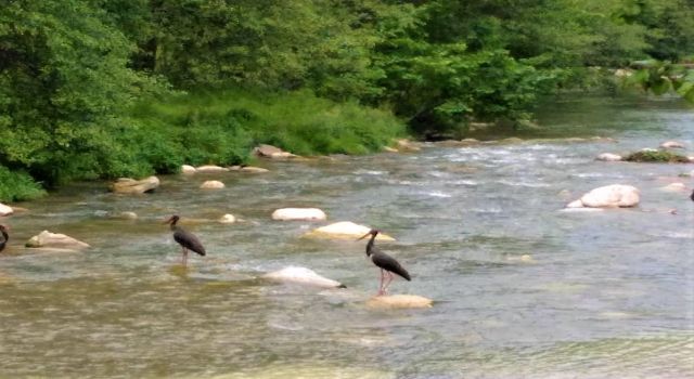Doğada nadir görülen Karaleylekler dereyi mesken tuttu