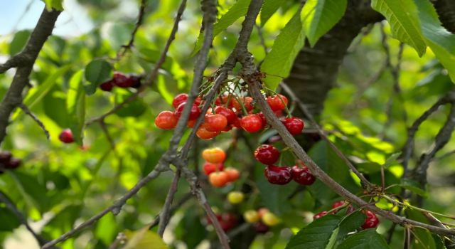 Kiraz hasadı devam ediyor